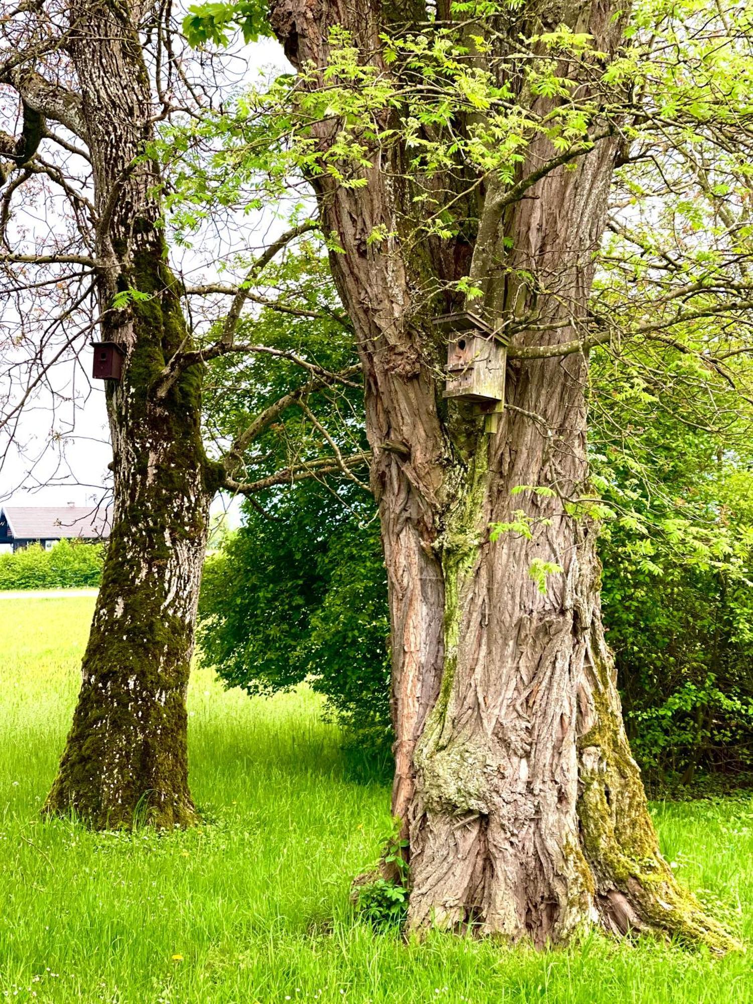 Zuhaeusl Am Chiemsee Appartements Breitbrunn am Chiemsee Exteriör bild