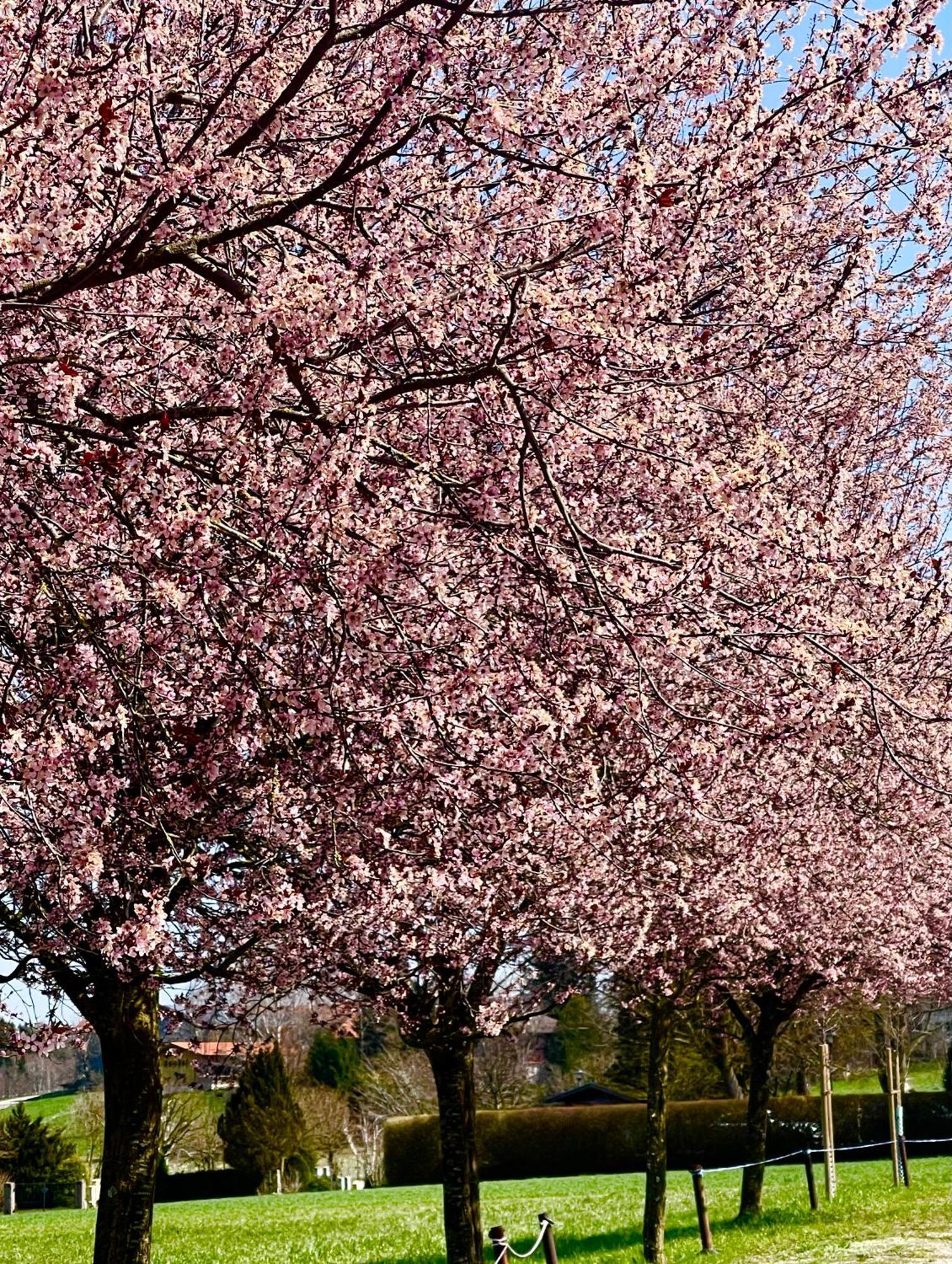 Zuhaeusl Am Chiemsee Appartements Breitbrunn am Chiemsee Exteriör bild